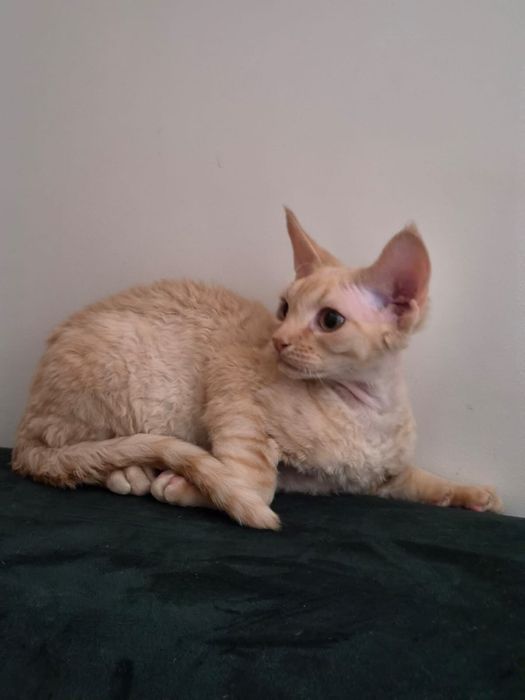 Kot devon rex, rudy kocurek FPL, FIFE