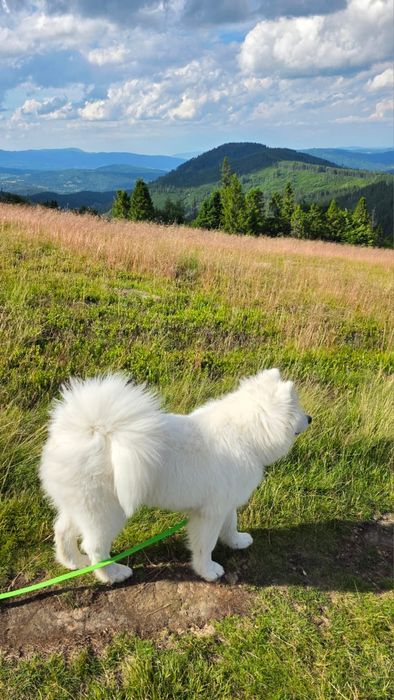 Samoyed ZkwP suczka.