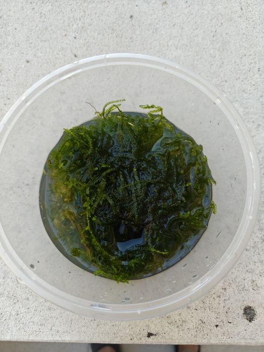 Salvinia e Musgo Java