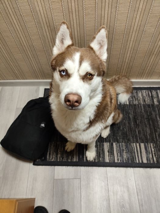 Oddam psa husky, 3 letni