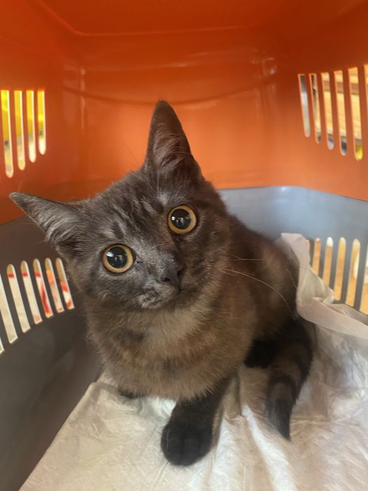 тваринки муркотунчики безкоштовно