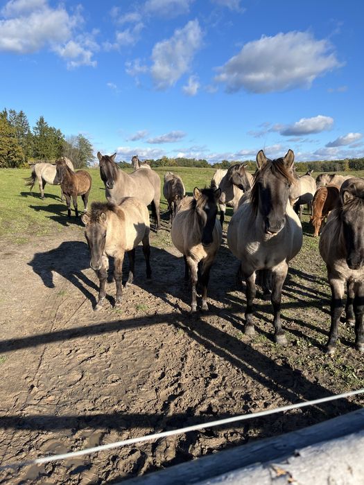 Konik polski klaczki ogierki