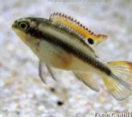 Peixes kribensis
