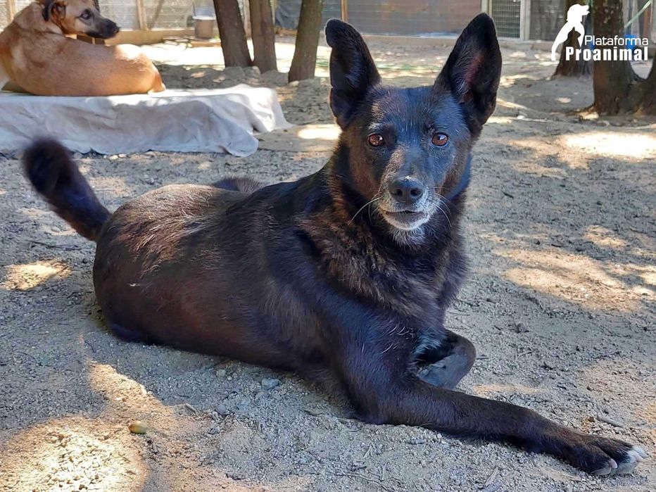 FUSCA - Cadelinha Sénior para Adoção