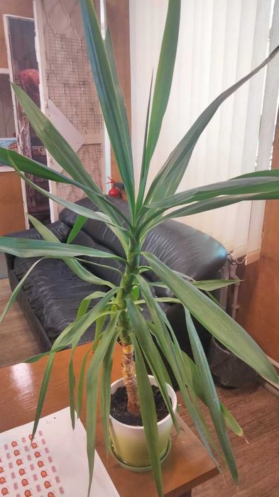 комнатное растение юкка