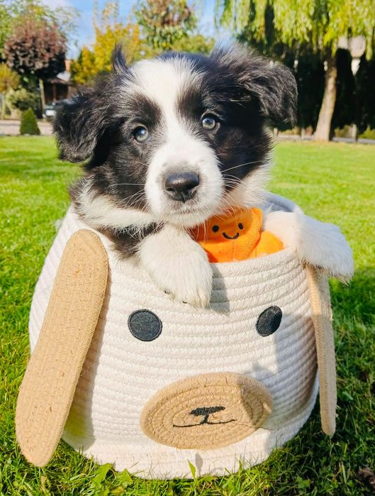 Śliczna Suczka Border Collie