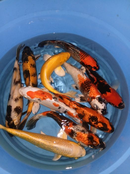 Carpas koi selecção premium