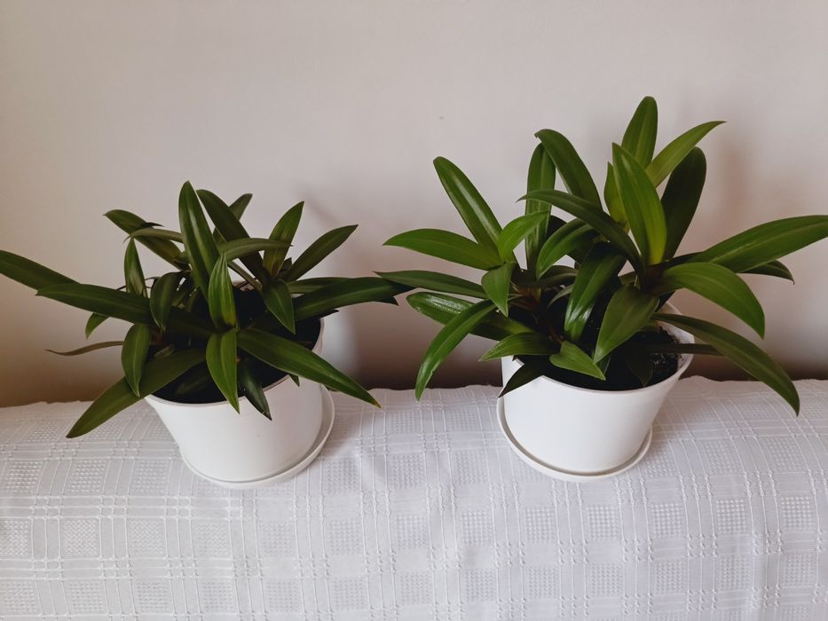 Kwiatek doniczkowy zielono - różowy