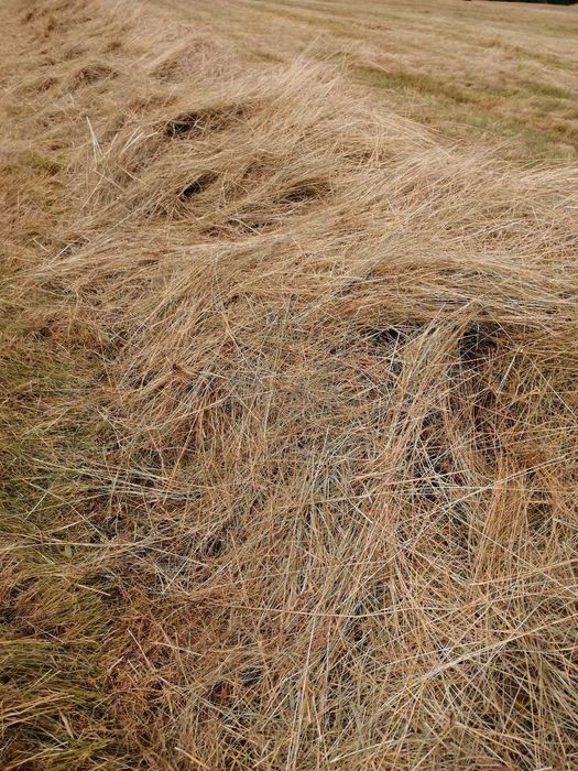 siano baloty z obszaru Natura 2000 załadunek GRATIS