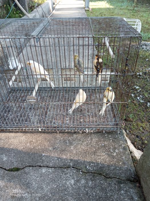 Vendo agaponis e canários