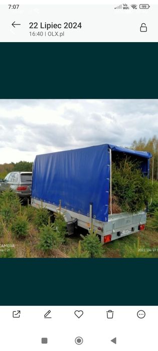 Choinki świerki na działkę i do ogrodu