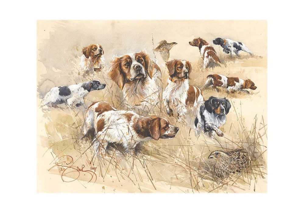 Ninhada de Epagneul Breton disponível