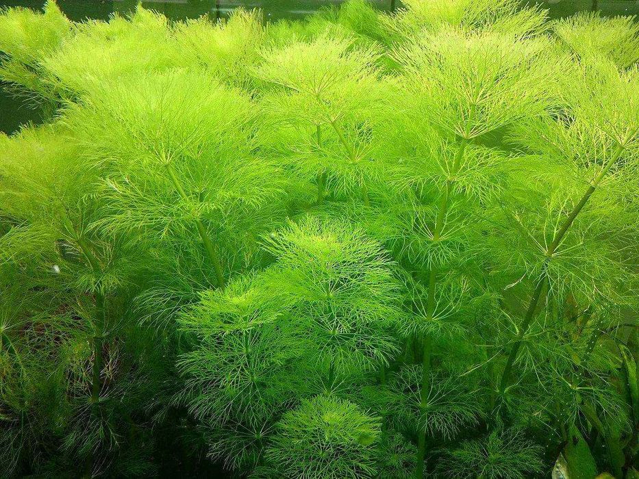 Амбулия королевская. Растения для аквариума