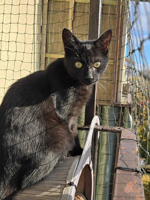 Ciastek z Fundacji Miasto Kotów