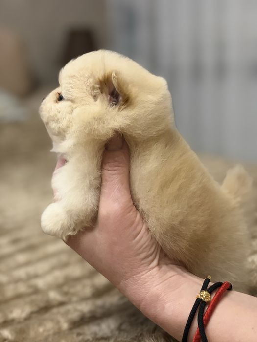 Померанський шпіц