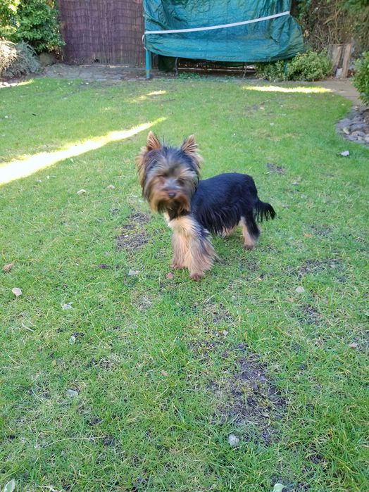 Sprzedam Yorkshire Terrier
