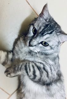 Dostojny kot ANTOŚ prosi o fajny dom dla siebie