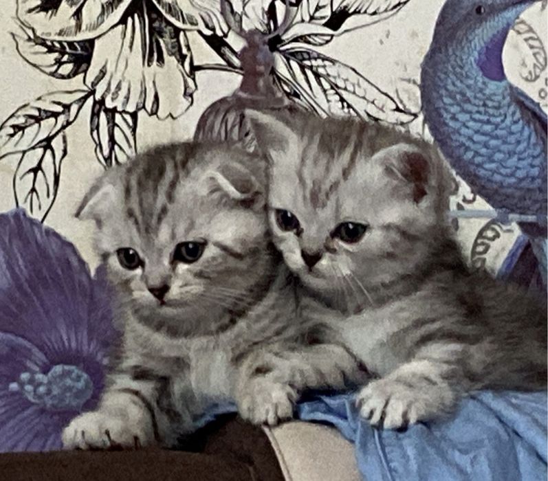 Шотландский прямоухий кот для вязки