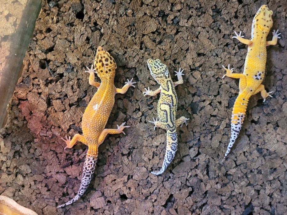 Gekony lamparcie, gekon lamparci Gdynia, jaszczurki