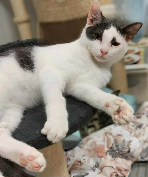 Cztery młode ok. 6 miesięczne (3 kotki i 1 koteczka )