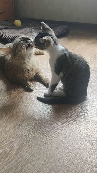 Хлопчик шукає родину