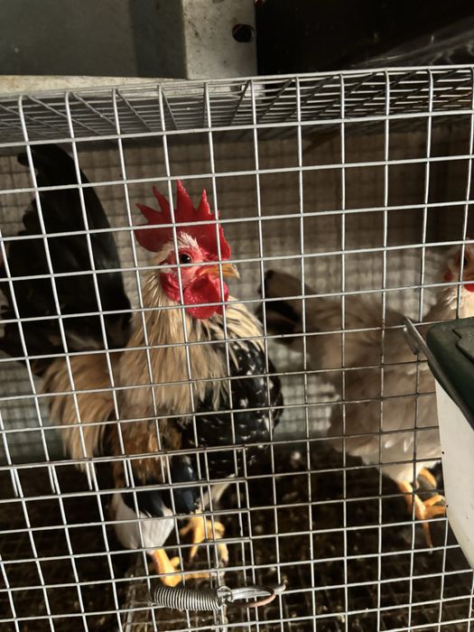 Vendo casal de seramasbom preco