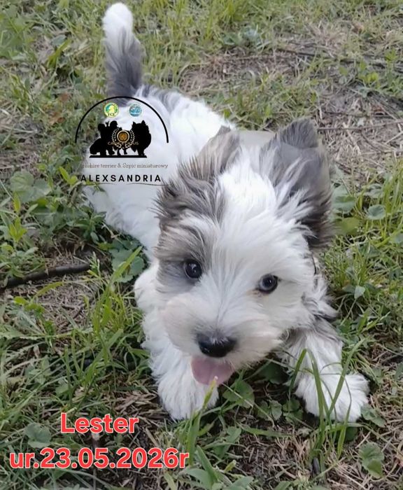 Yorkshire terrier Chłopczyk blueberry Lester