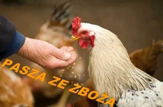 Pasza z naturalnych zbóż - bezpośrednio od rolnika, ospa dla kur
