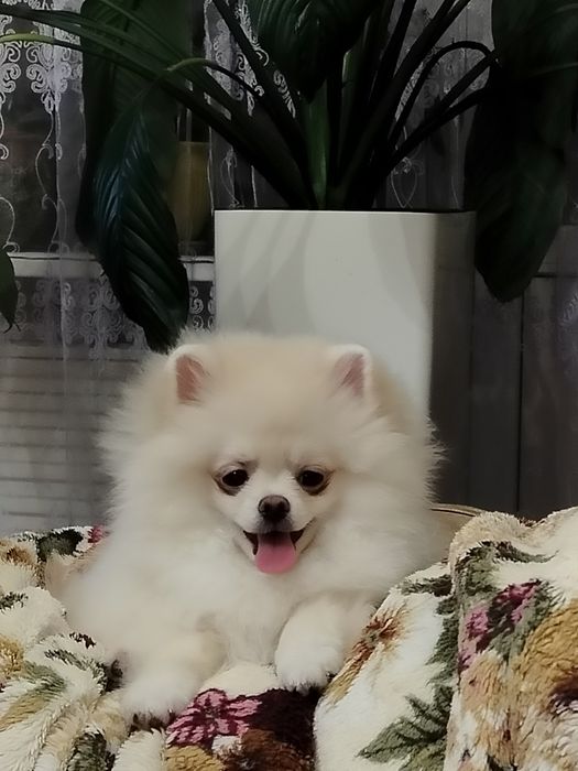 Мальчик Гучик ждёт маму