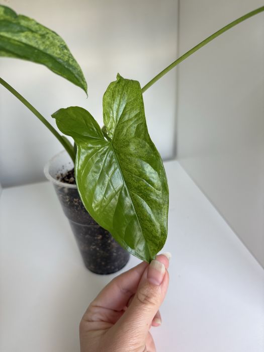 Syngonium Mottled Mojito