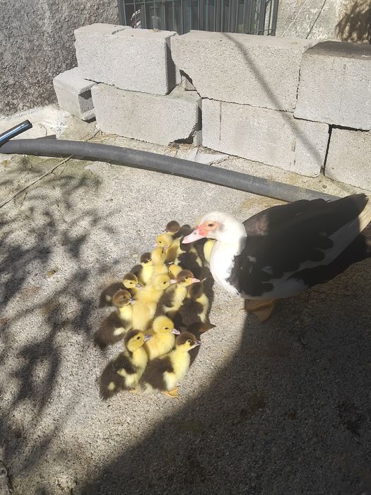 Venda de patos mudos