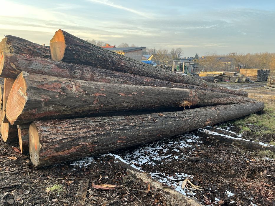 Modrzew tartaczny  dłużyca i kłoda