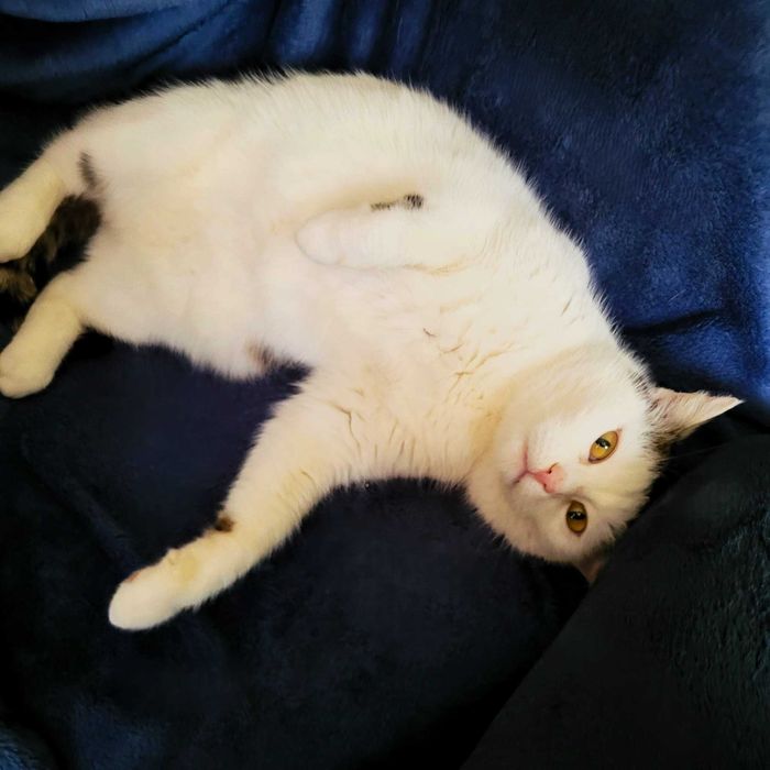 Kotka Jagusia - wdzięczna, łagodna, kanapowiec :)