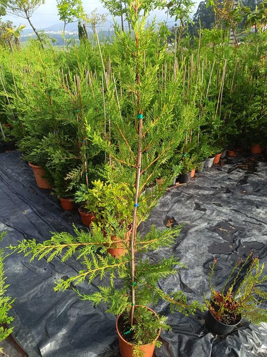 Leyland - Leylandii - Cedro para sebe