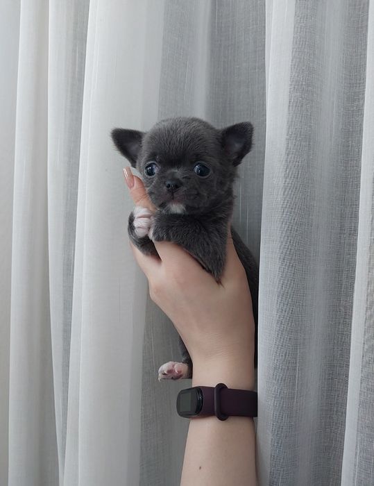 Малюк хлопчик чихуахуа