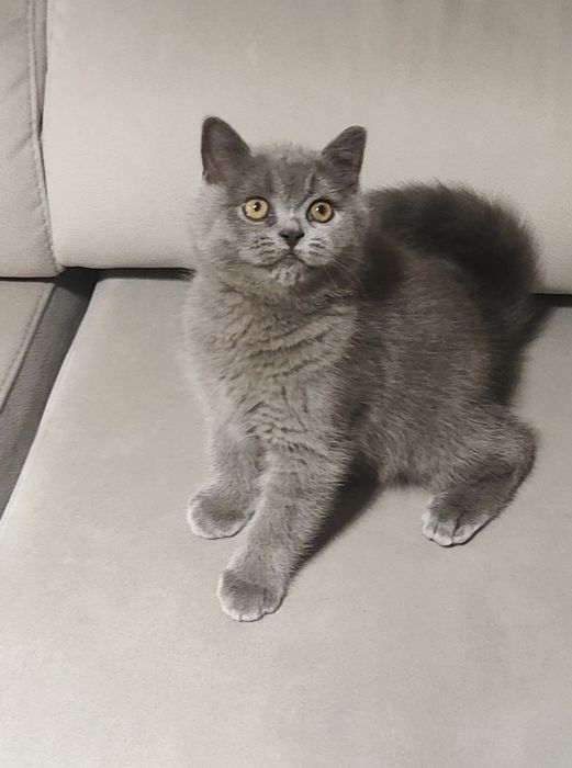 Gatinho Scottish straight