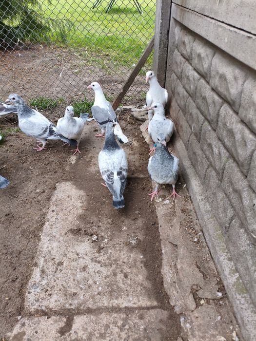 Gołębie pocztowe młode