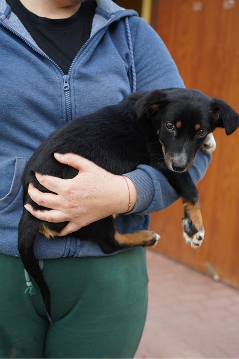 Piekna malutka sunia szuka domku