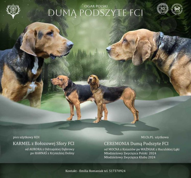 ogar polski szczenię zapowiedź miotu