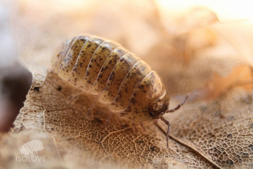 Armadillidium badium "calico" (Sycylia), równonogi, isopoda, prosionki