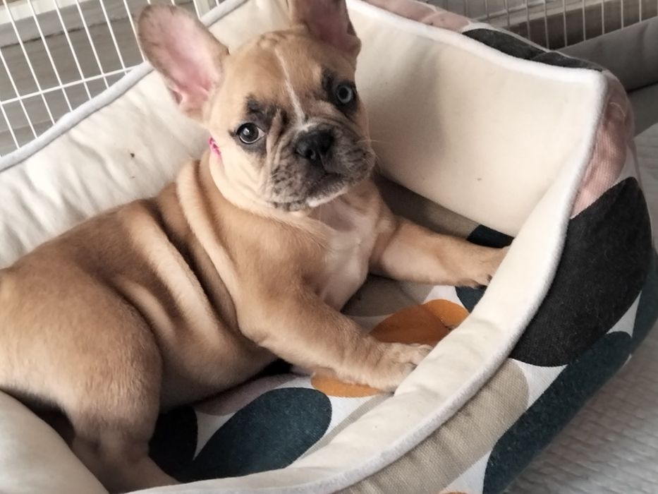 Bebe muito lindo olho azul