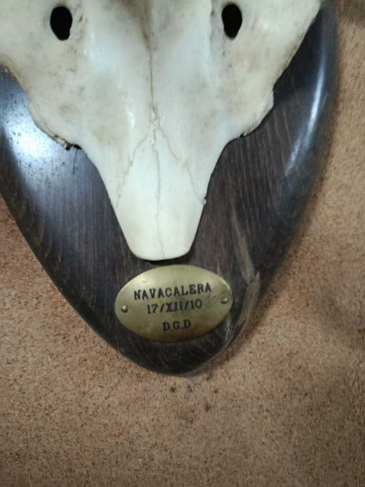 Cornos/chifres decorativos genuínos!