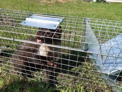 ТОП Гуманная живоловка Zielonalapka 50×17×20 см — оцинкованная пастка