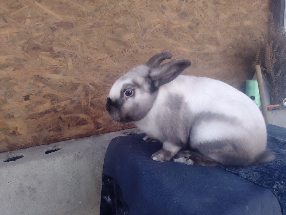 Самець  Саландер