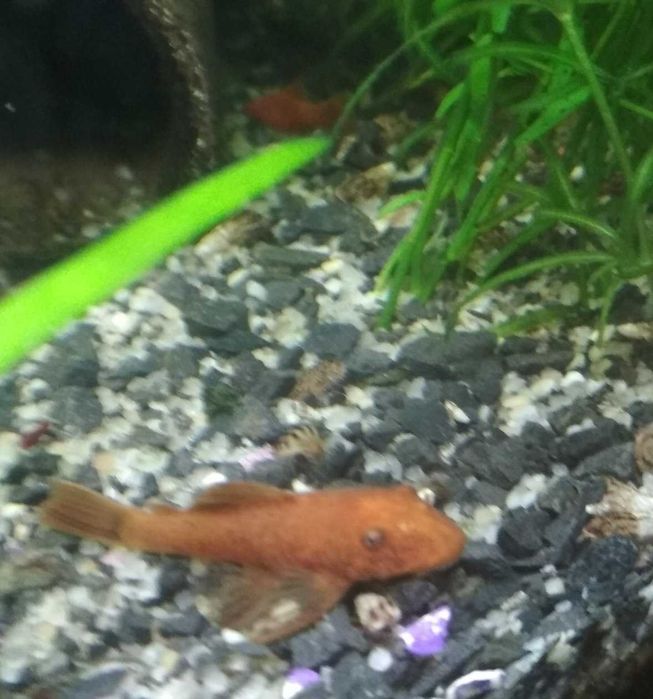 Rybki akwariowe Gupiki, mieczyki, glonojady super red