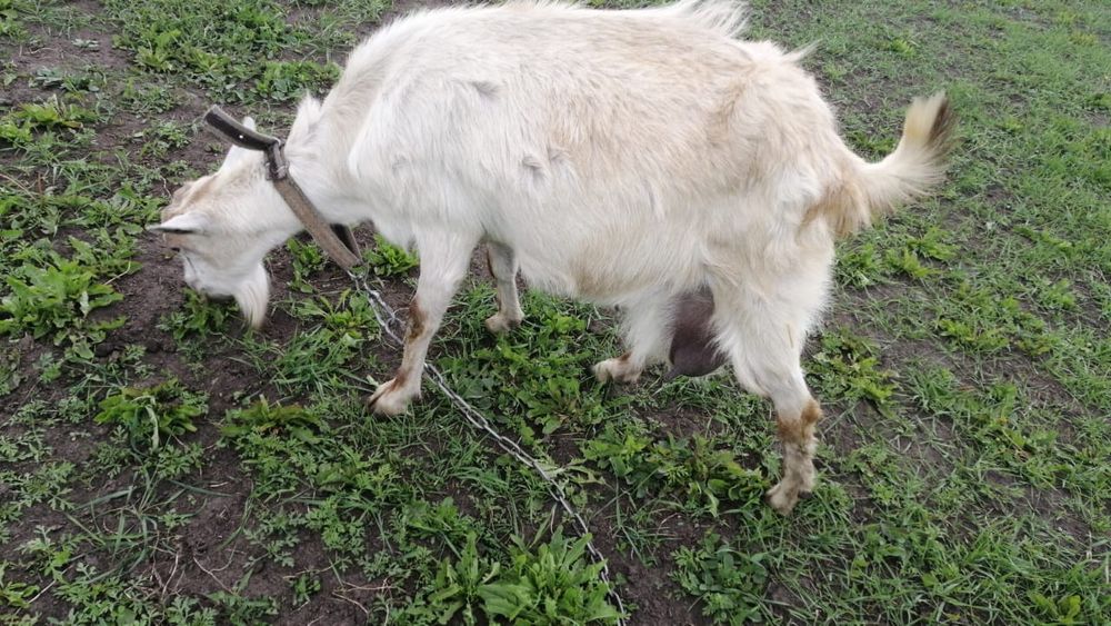 Продам білу козу.