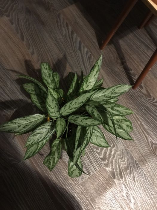 Аглаонема, отростки