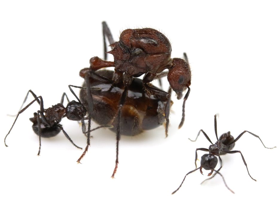 Экзотические Муравьи | Myrmicaria natalensis | Матки, Колонии