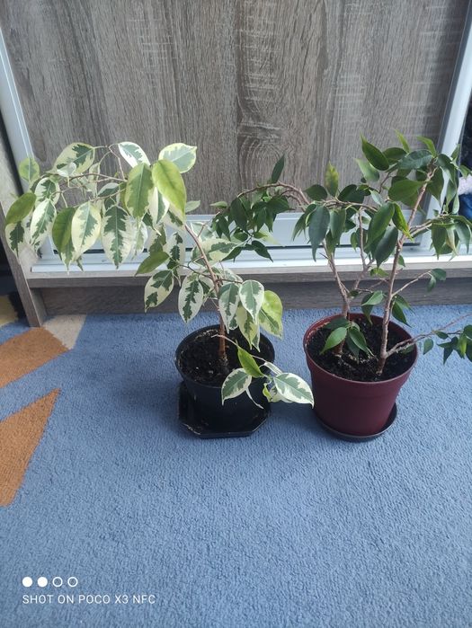 Вазони фікуса, лимон