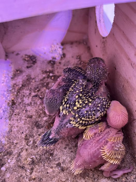 Periquitos australianos para criar à mão